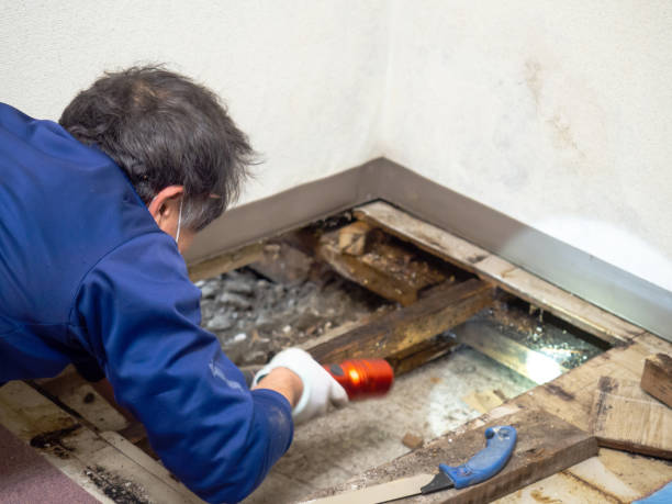 Mold Removal and Inspection in Fort Dick, CA