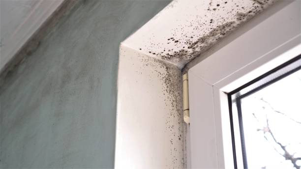 Best Black Mold Removal  in Fort Dick, CA