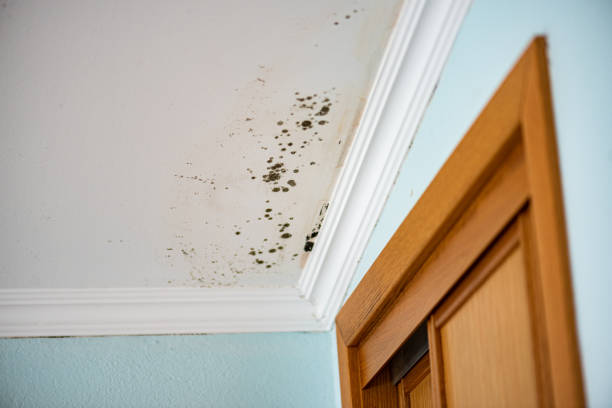 Attic Mold Removal in Fort Dick, CA