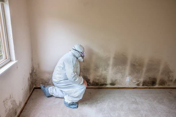 Best Fast Mold Removal  in Fort Dick, CA