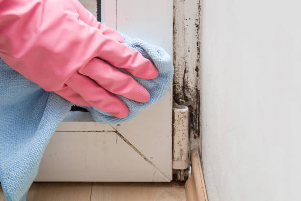 Fort Dick, CA Mold Removal Company