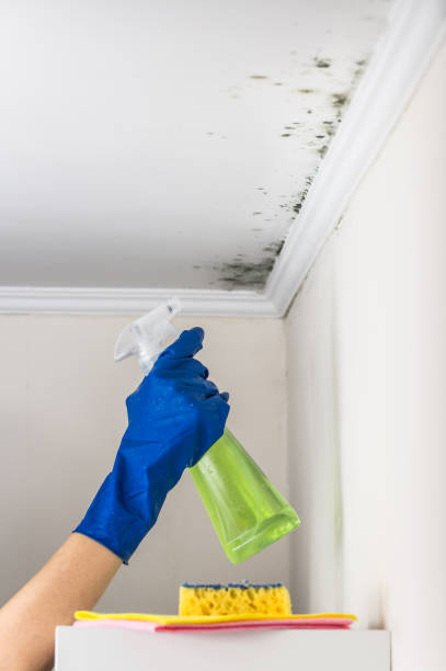 Best Mold Cleaning Services  in Fort Dick, CA