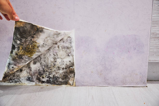 Best Black Mold Removal  in Fort Dick, CA